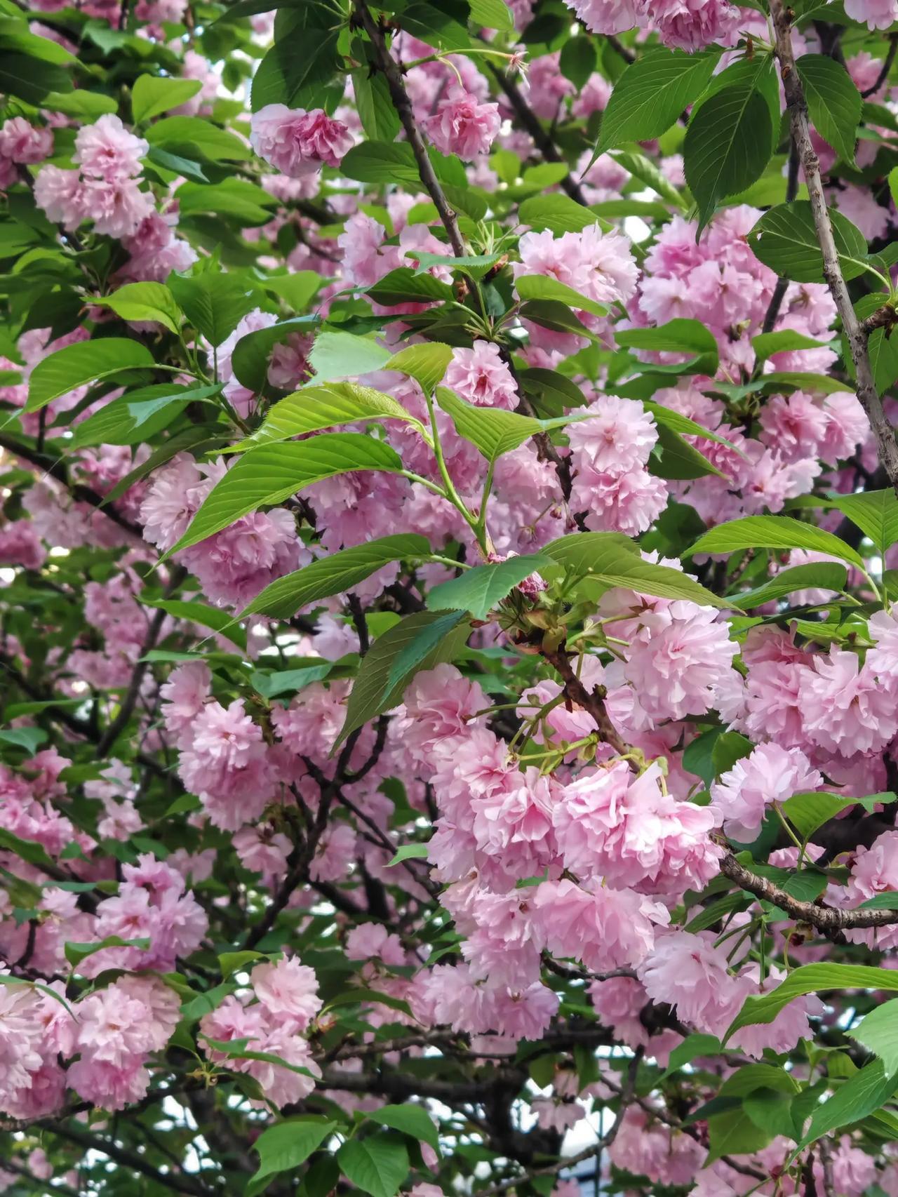 春风一吹，枝头就开满了温柔，樱花、桃花icon、油菜花、嫩芽新绿都藏着最美春光，