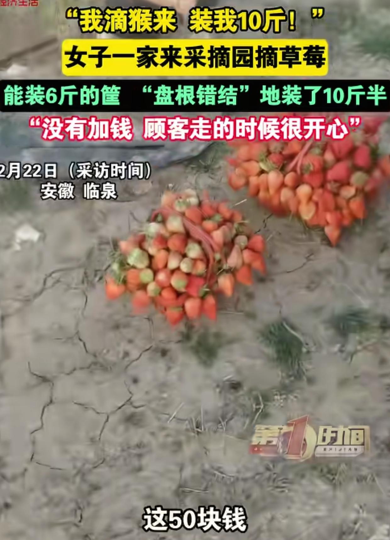 “我滴猴来，装我10斤！”安徽，老板开了个草莓园，50元一篮随便装。一对夫妻带着
