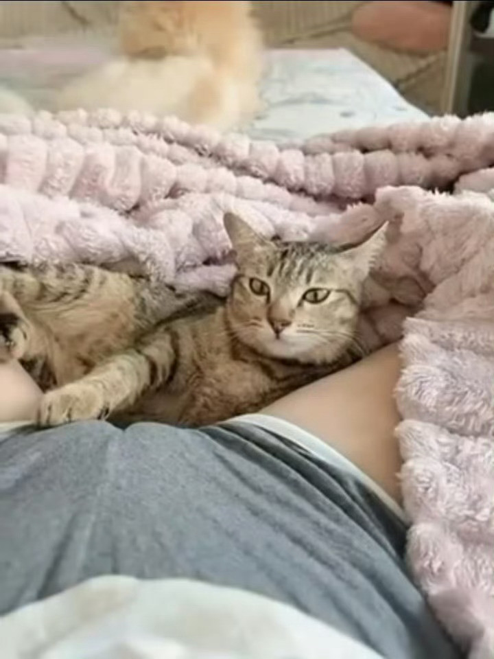 陪睡小猫咪