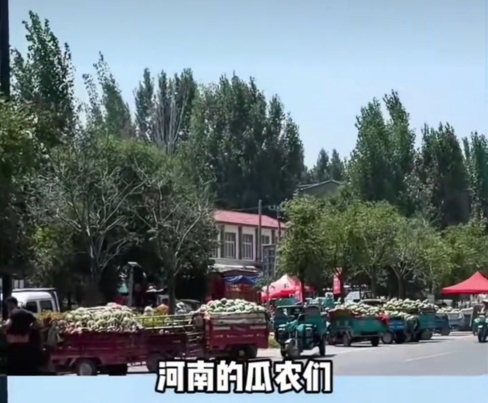 河南瓜农不敢给西瓜和玉米浇水原来是“西瓜+玉米”套种，西瓜成熟前必须控水以保持糖