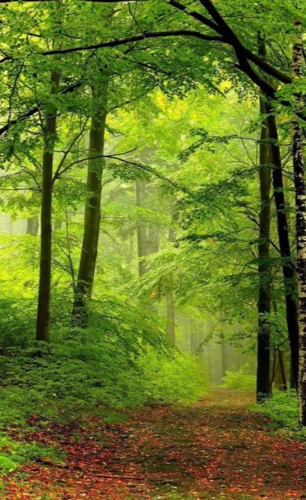 出油率最高的植物果实：9、大豆，出油率18%；8、棉籽，出油率20%左右