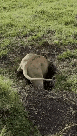 动物界的残酷，——都不容易啊！