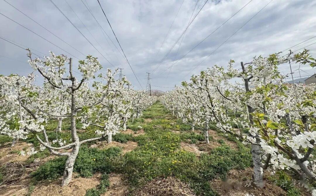 学习运用“千万工程”经验丨潞城区潞华街道山底村发展樱桃种植助农有效增收
