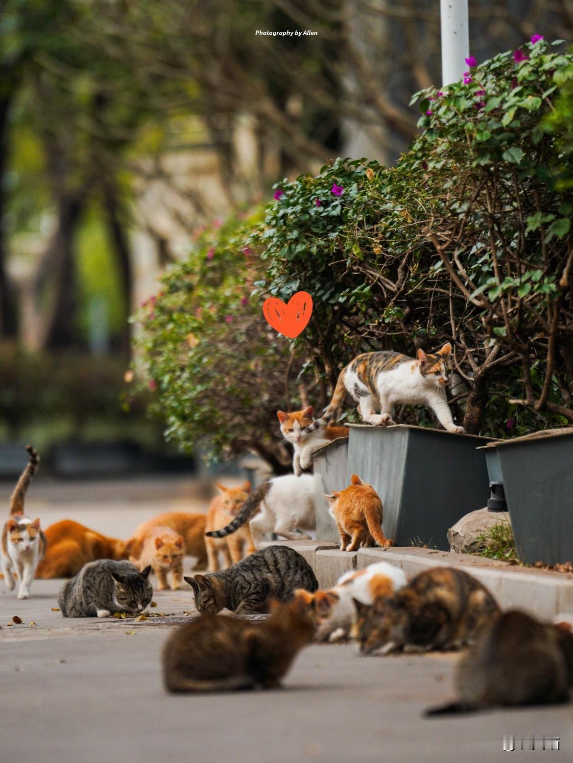 奉劝各位千万别心软投喂流浪猫！我亲测‘引猫入室’——雨天喂了只母猫，结果它在我