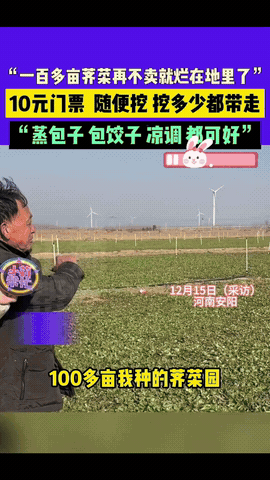 河南这大哥，脑子转得是真快。100多亩荠菜眼看要烂地里。要是雇人收，光人