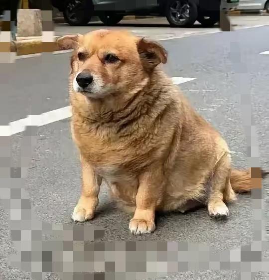 谁能想到一只普通小土狗，牵动着独居老人全部的念想。邻居张叔家