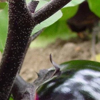 种植🍆圆茄子的种植方法如下：1.选址：选择光照充足、通风良好的地方种植圆茄子