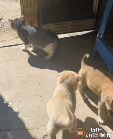 哈哈哈哈笑死人！小猫跟小奶狗玩，爪子没轻没重拍了小狗两下，结果狗妈妈直接冲过来了