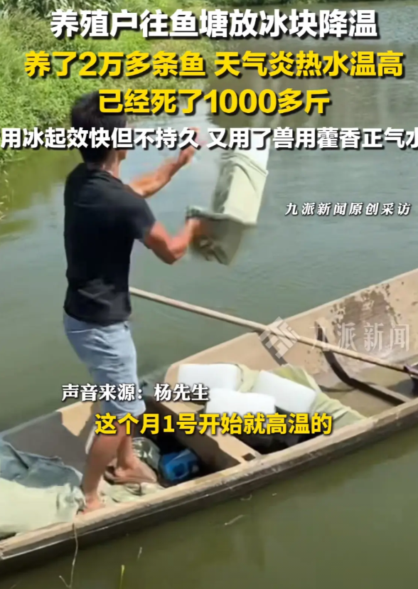 这天气热得连鱼都受不了咯！7月11日，湖南岳阳一鱼塘养殖户，为了给自家的鲈鱼降温
