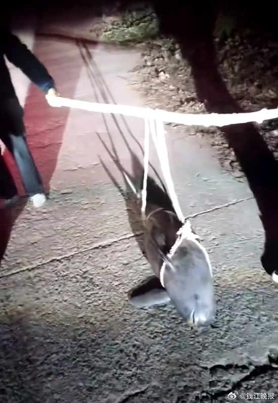 【湖北一#江豚死亡多日市民发现后打捞上岸#】#江豚被绑绳抬上岸派出所称死亡多日#