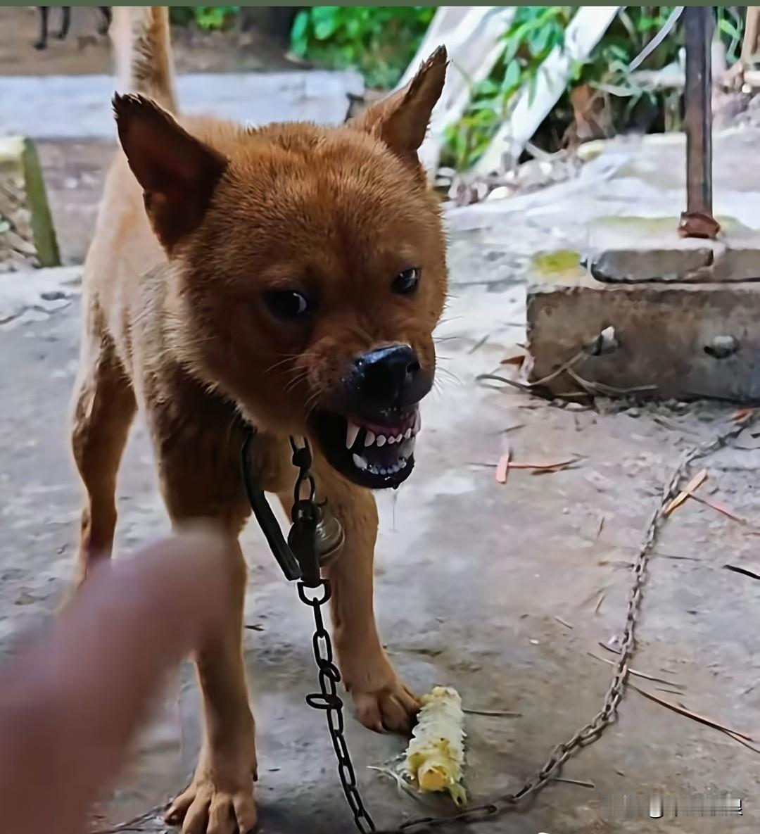 我家狗狗，被揍前如图1，被揍时如图2，揍完后如图3，简直像换了只狗，老实得让我难