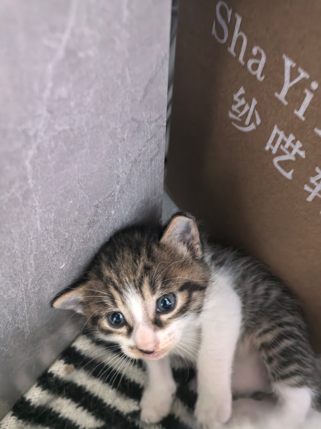 终于下班了公司的小猫好可爱啊