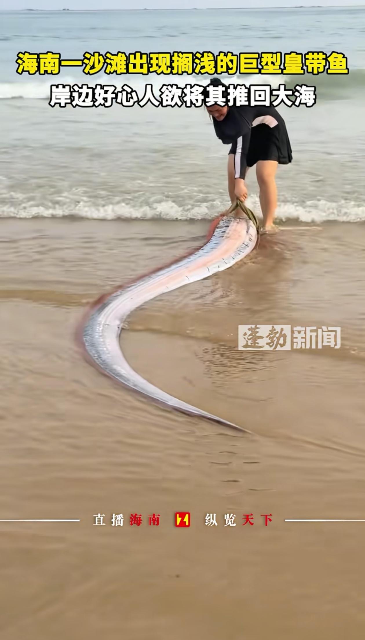 活久见！海南，游客在海边玩耍时，发现前方海滩上搁浅了一条三四米长的长条状大鱼，她