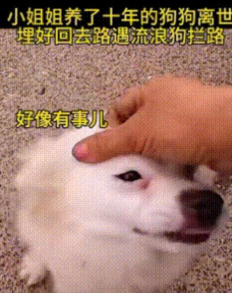 一女孩养了10年的狗狗离世，埋好返回路上遇流浪狗拦路……