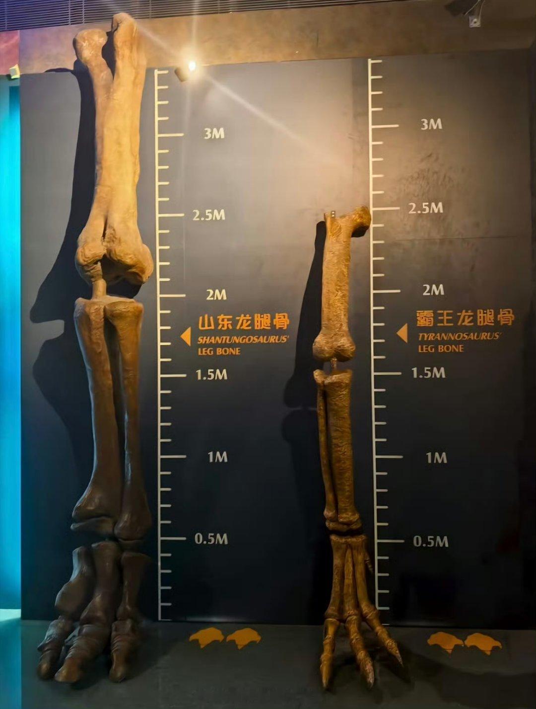 山东人长得高，不是没有道理的[大笑][大笑][大笑]​​​