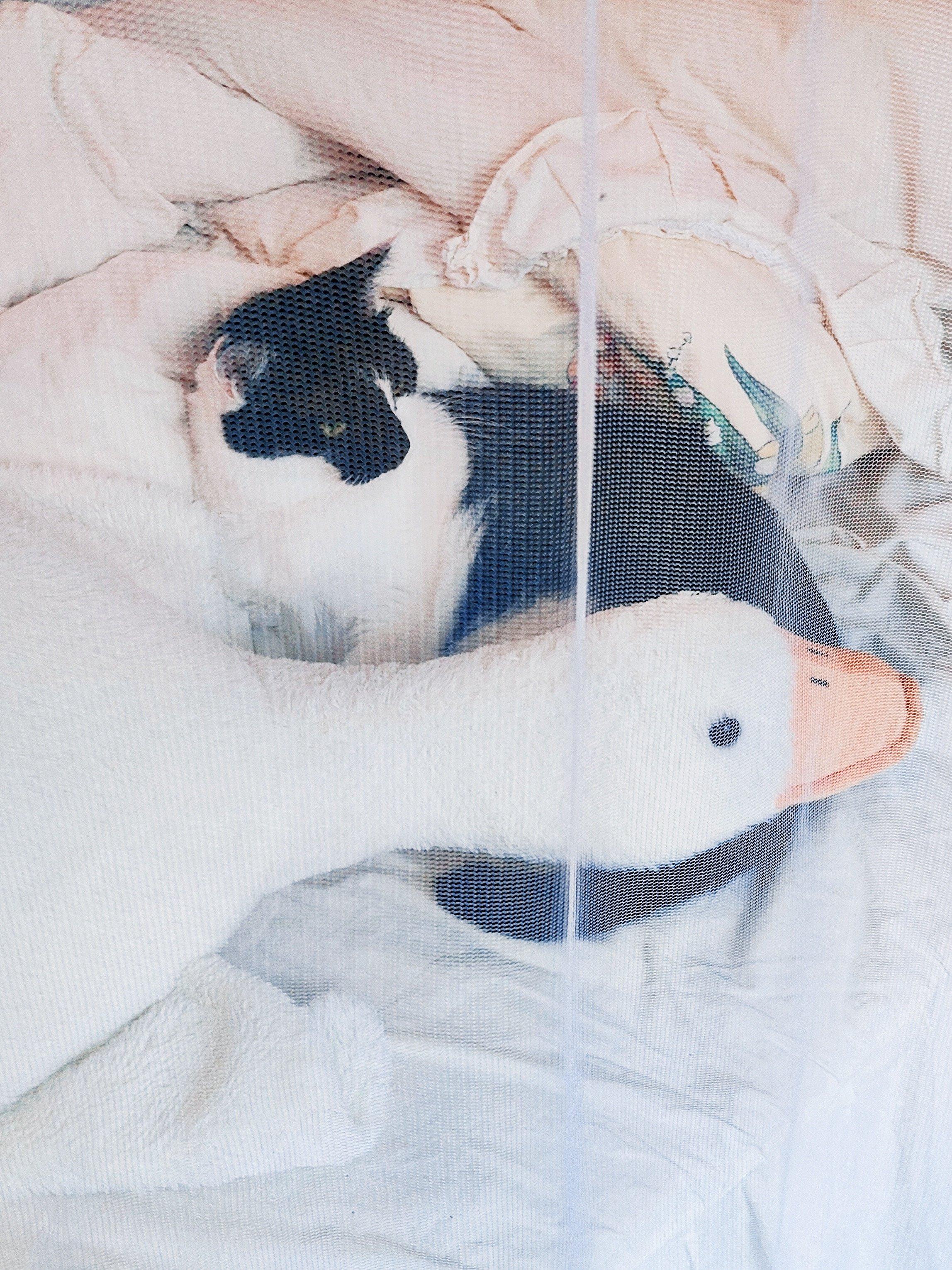 铃兰妹妹对猫咪有意识了，天天让爸爸擎着她去找“毛毛怪”（三七），一边找一边咯咯笑