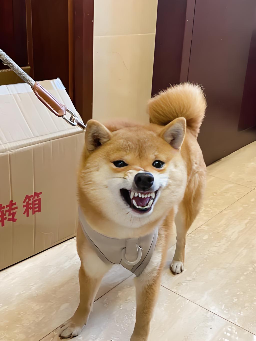 姑娘养了四年的柴犬，平时餐餐顿顿喂进口罐头和现煮鸡胸肉，娇生惯养得像个小少爷。没