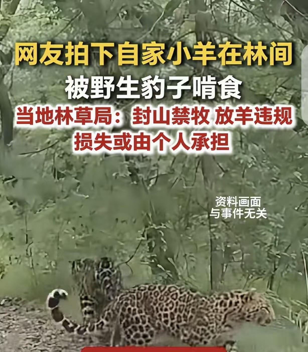 “活该！”甘肃庆阳，一男子赶着羊群去林区放羊，12只羊被野生豹子逮到，按地上啃食