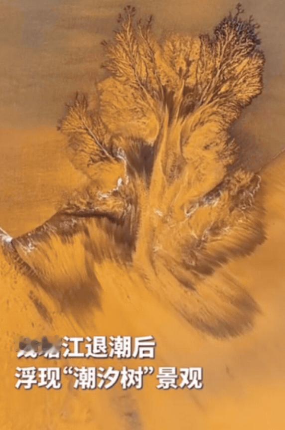 解释不清了！浙江一男子用无人机拍钱塘江退潮，没想到，无人机刚一起飞，就拍到了罕见