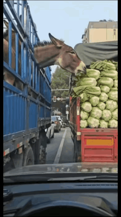 这匹马也太有性格了，看完直接笑喷！路口等红灯的时候，一辆拉着马的货车刚好停