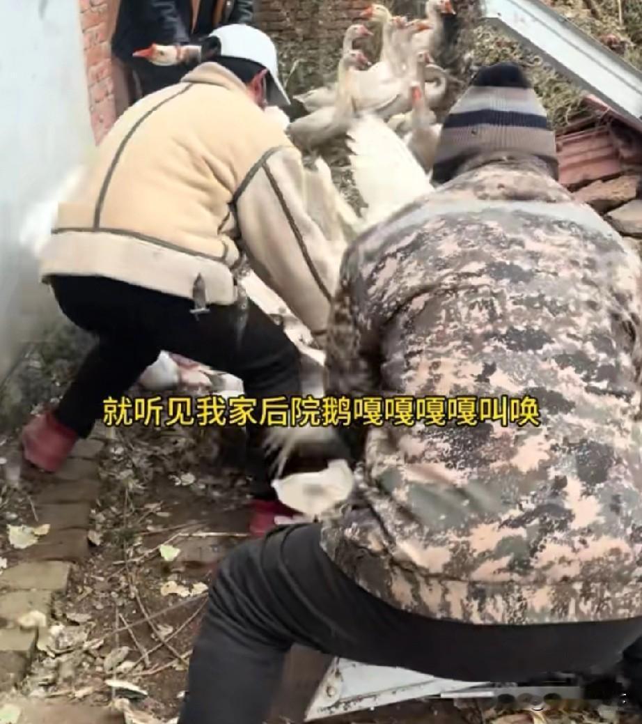 辽宁农村活鹅肉7元一斤，真的有点心疼辽宁老乡了城市里的人不知道，一只鹅从小养到