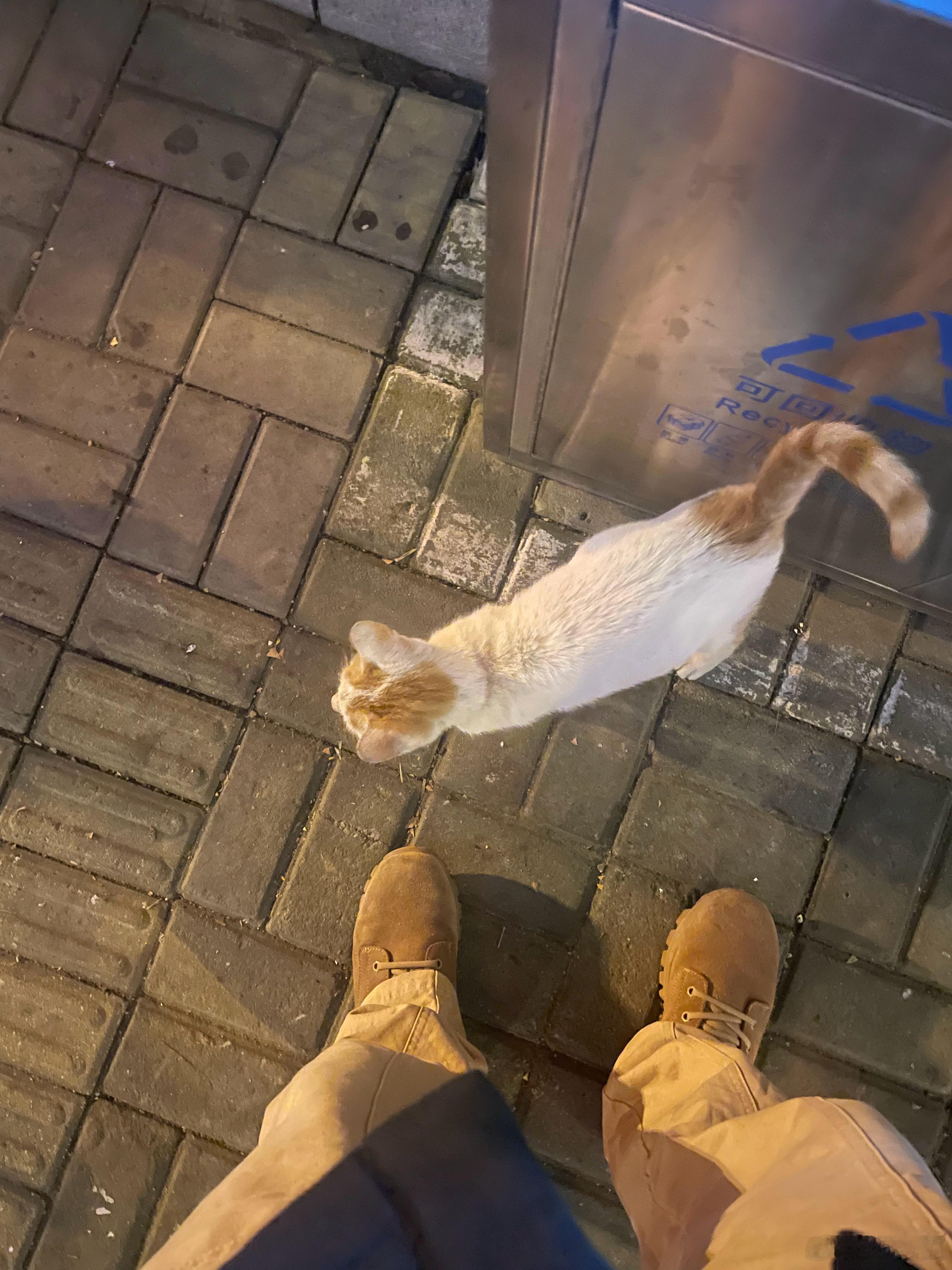 瞎溜达偶遇小猫一只，一点不怕人，主动打招呼，伸手即来