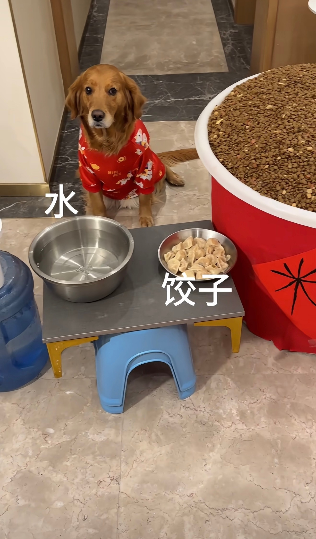 回家过年的真实写照，你的猫子狗子都安顿好了吗？