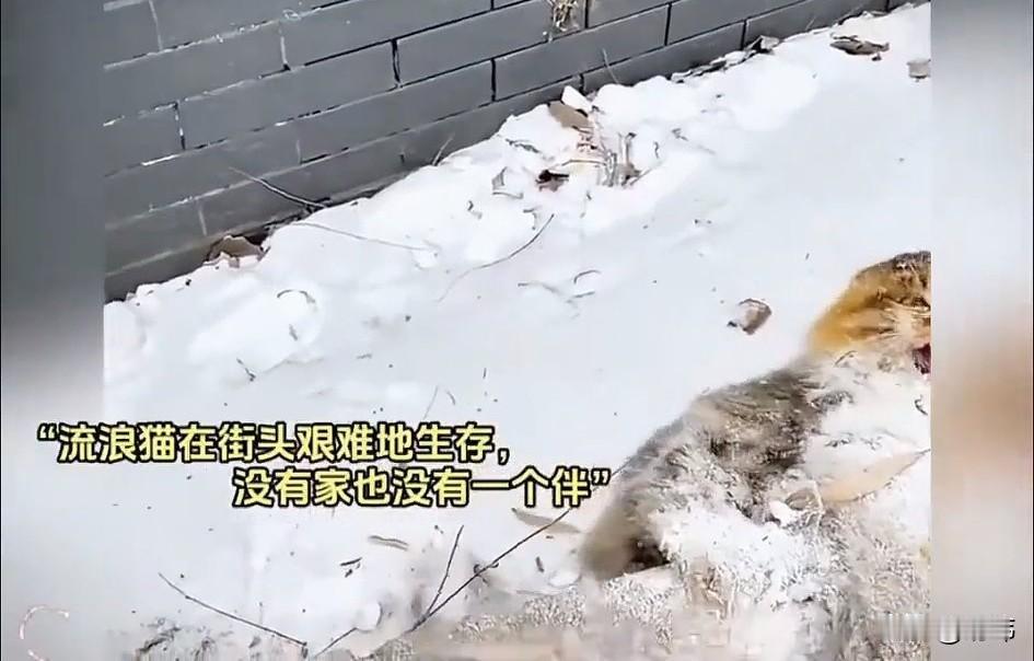 泪目了！一只可怜的流浪猫在街头艰难的生存没有一个遮风避雨的家，也没有一个伴，这天