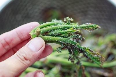 农村常见的3种野菜，可能会增加结节风险，千万别乱吃在农村，很多人喜欢吃野菜，因