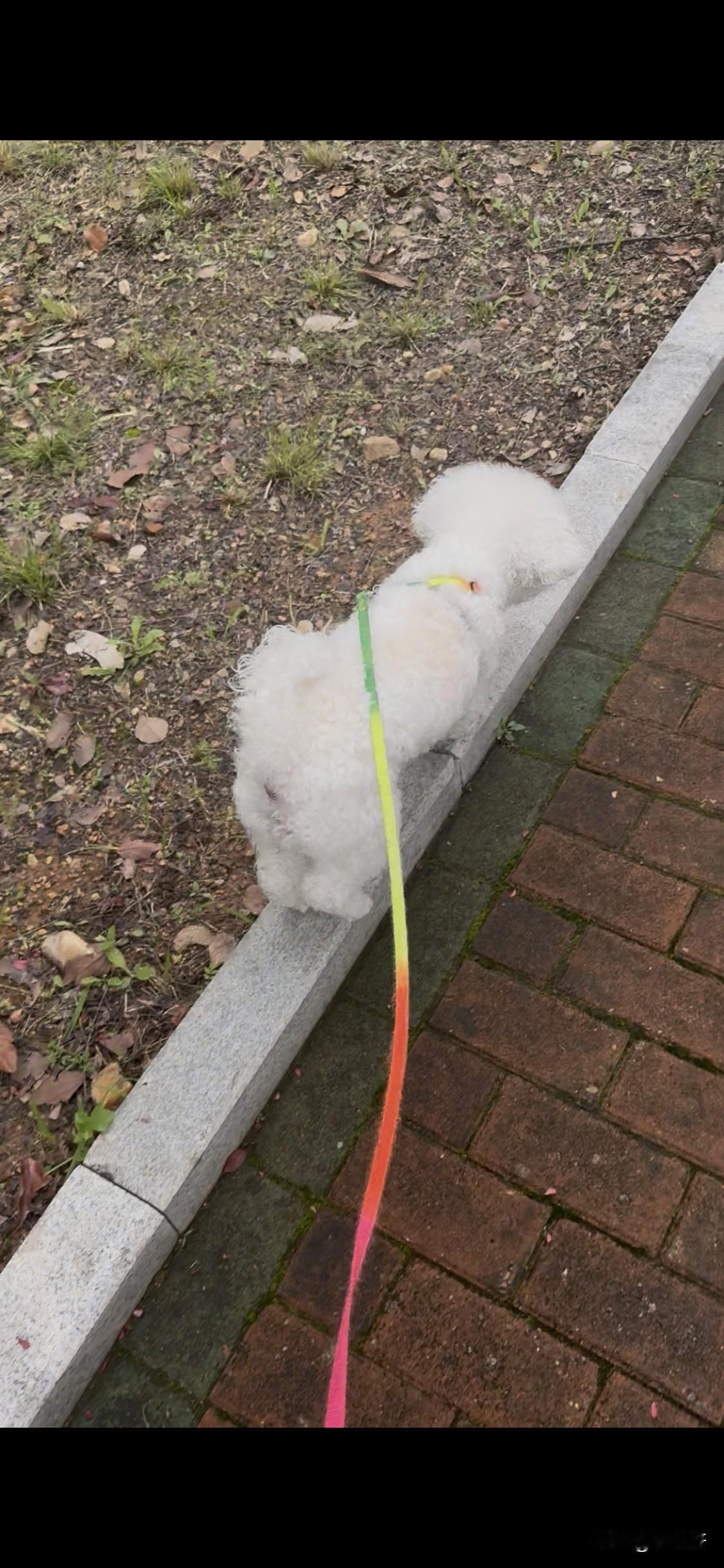 我家小比熊真的超爱出门散步，每天早早就在门口等着，一出门就撒欢儿跑。不过比熊虽然