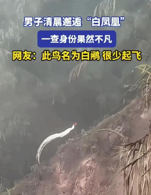 四川，一男子清晨开车进山途中，意外看到远处树林里有一道白色身影，他当即掏出手机放