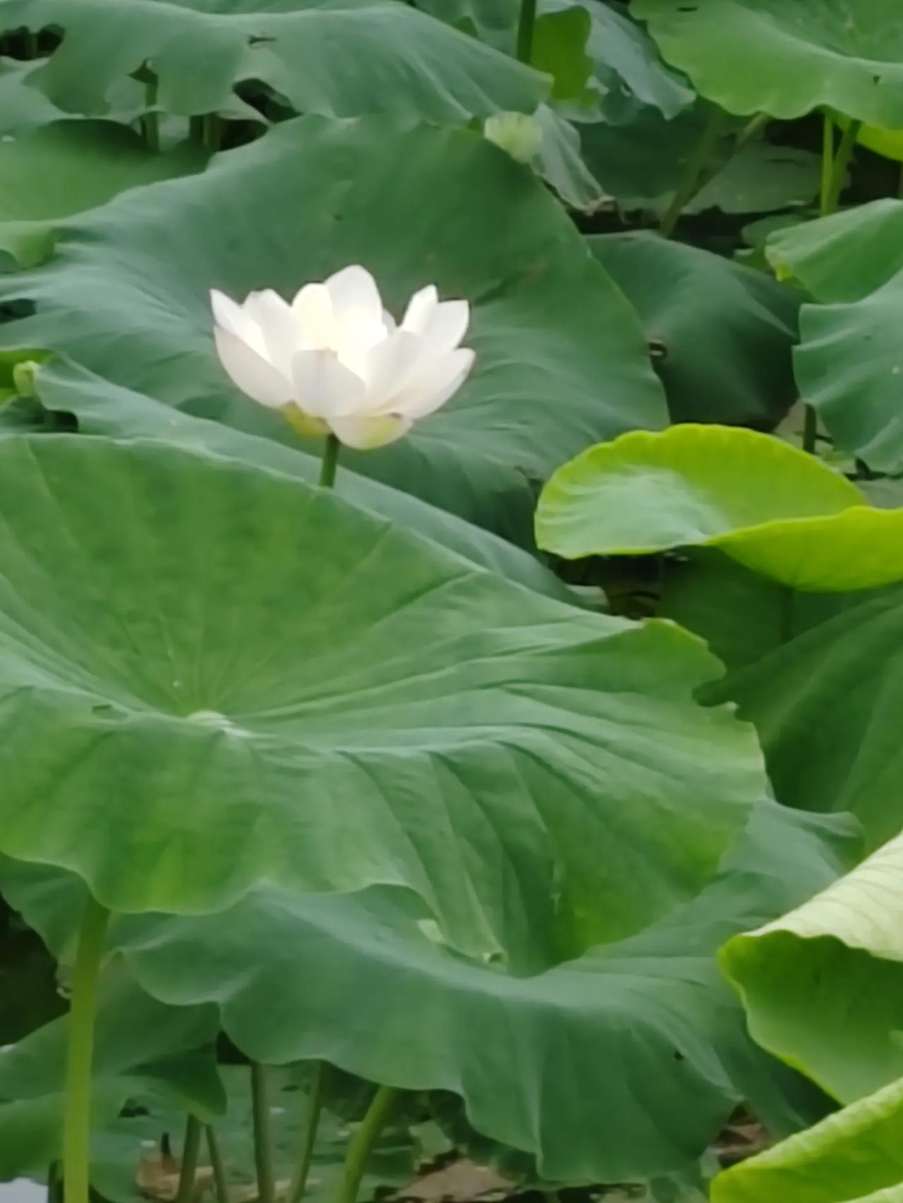 便秘怎么治老牌药，才是治疗便秘的克星很多的朋友，不管男女，长期的便秘，这是一