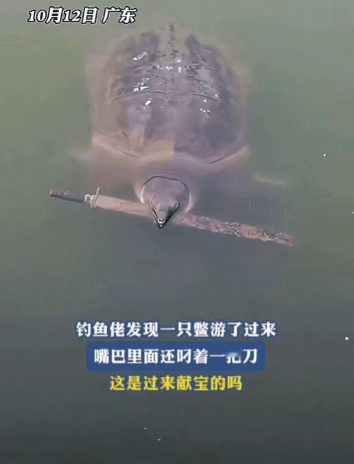 广东一男子在外钓鱼时，竟然有一只甲鱼主动送上门，他还以为自己运气好，准备拿抄网时