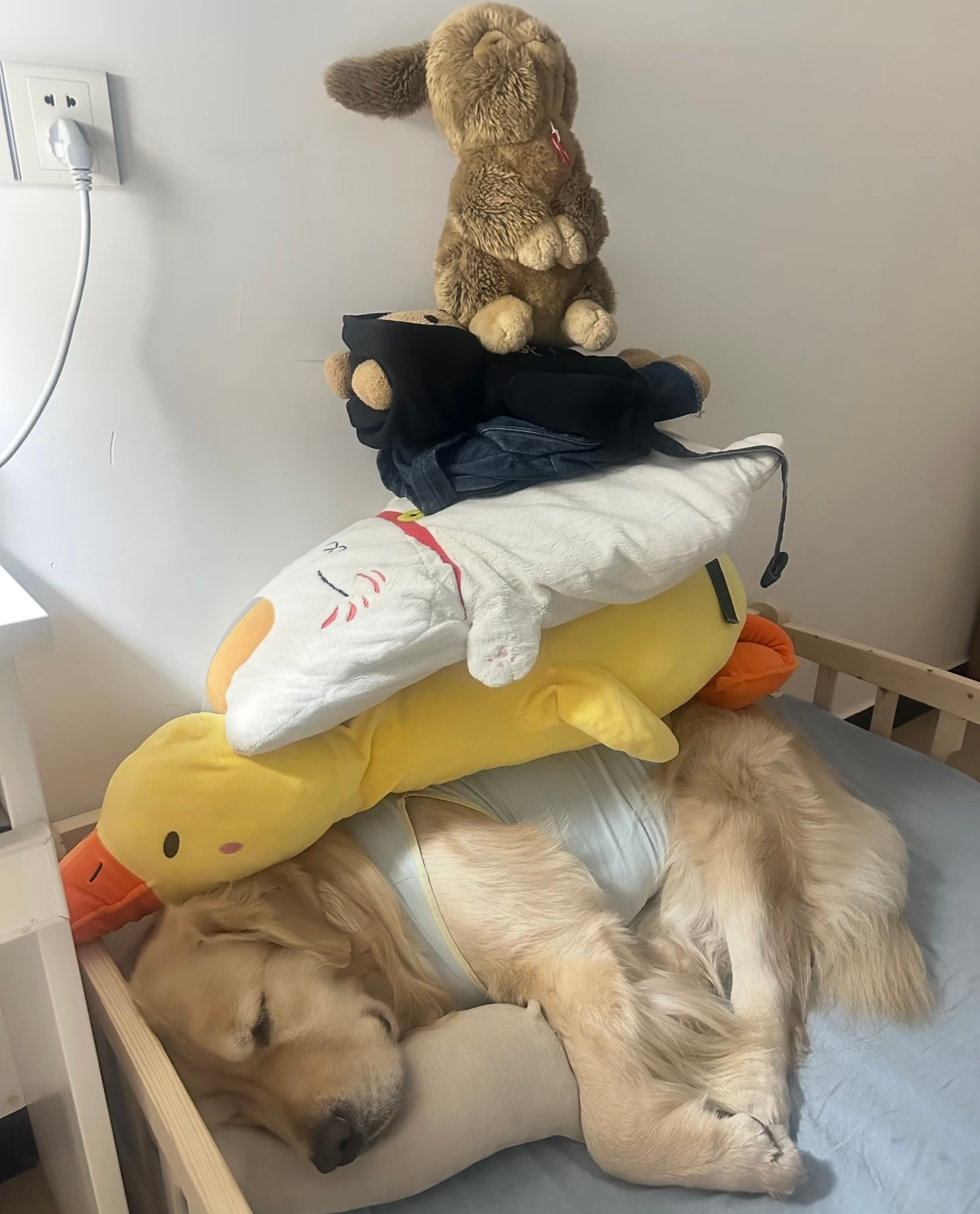 测试一下金毛的睡眠阈值