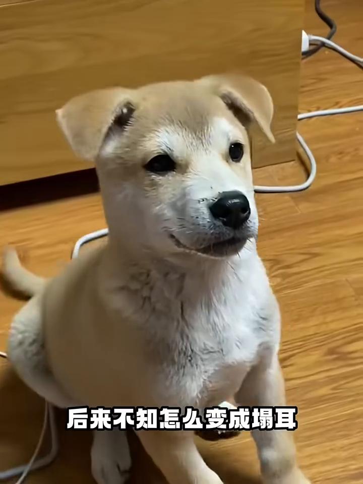 今日搞笑视频速刷。·一网友家的小狗本来是立耳，后来不知怎么变成塌耳。于是网友突