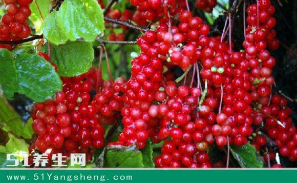 五味子泡水喝的功效有哪些呢?