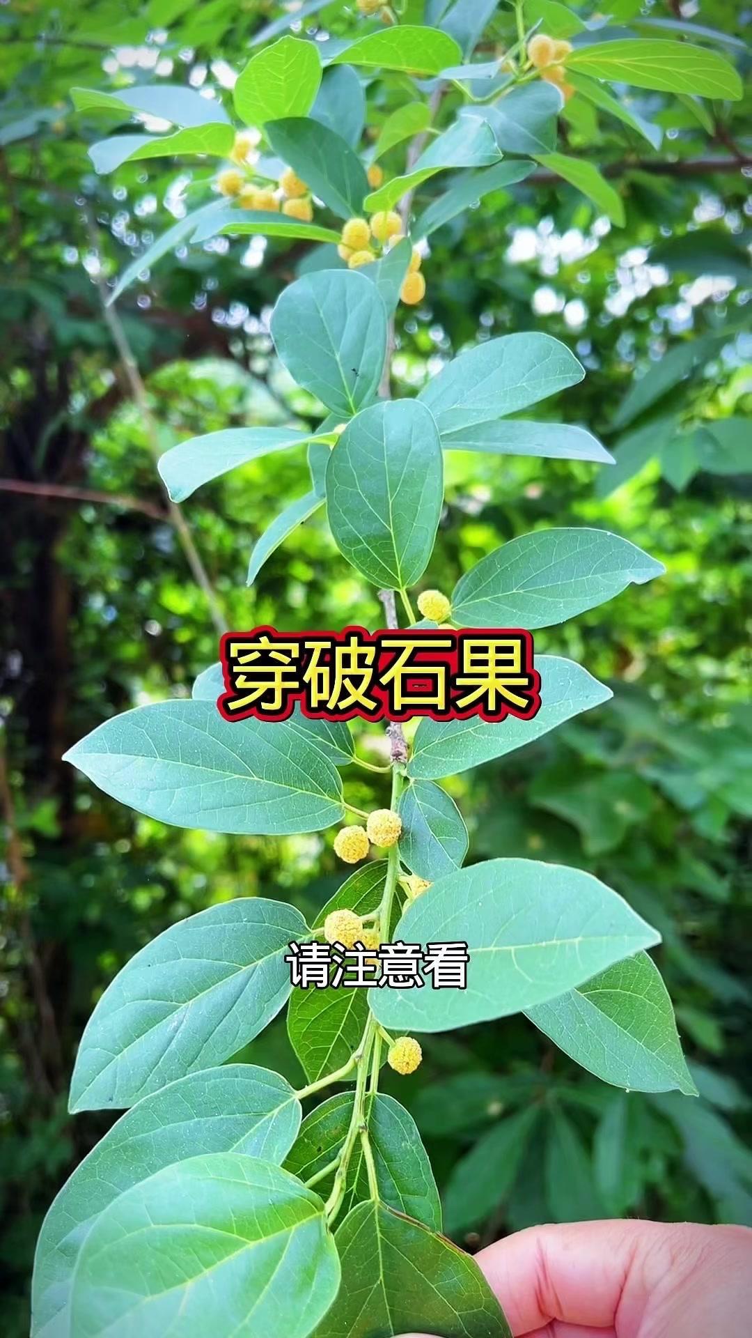 🌿野外看到挂满果实、枝干带尖刺的植物，可能是植物界的“大力士”——穿破石哦！