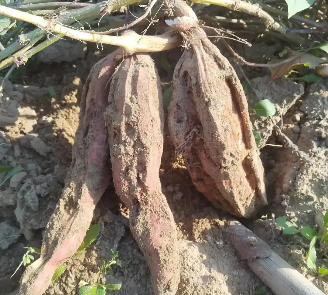 我蹲在院子里扒红薯，一锄头下去，差点笑出声：歪七扭八像麻花，皮还裂口子，怎么看都