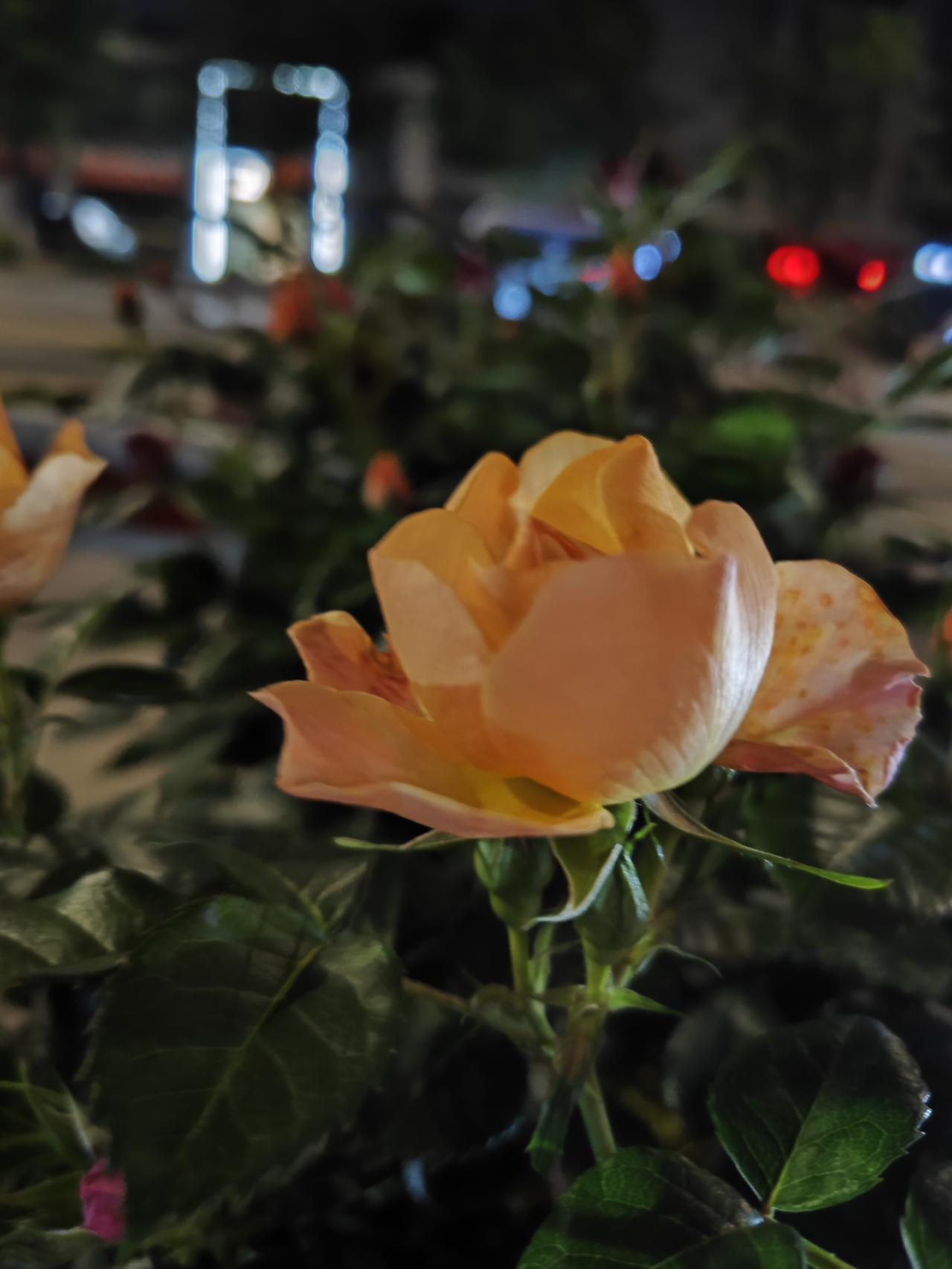 别再跟风养生了，越养越废。你天天泡枸杞，顿顿准点吃，空调开到26度一动不动—