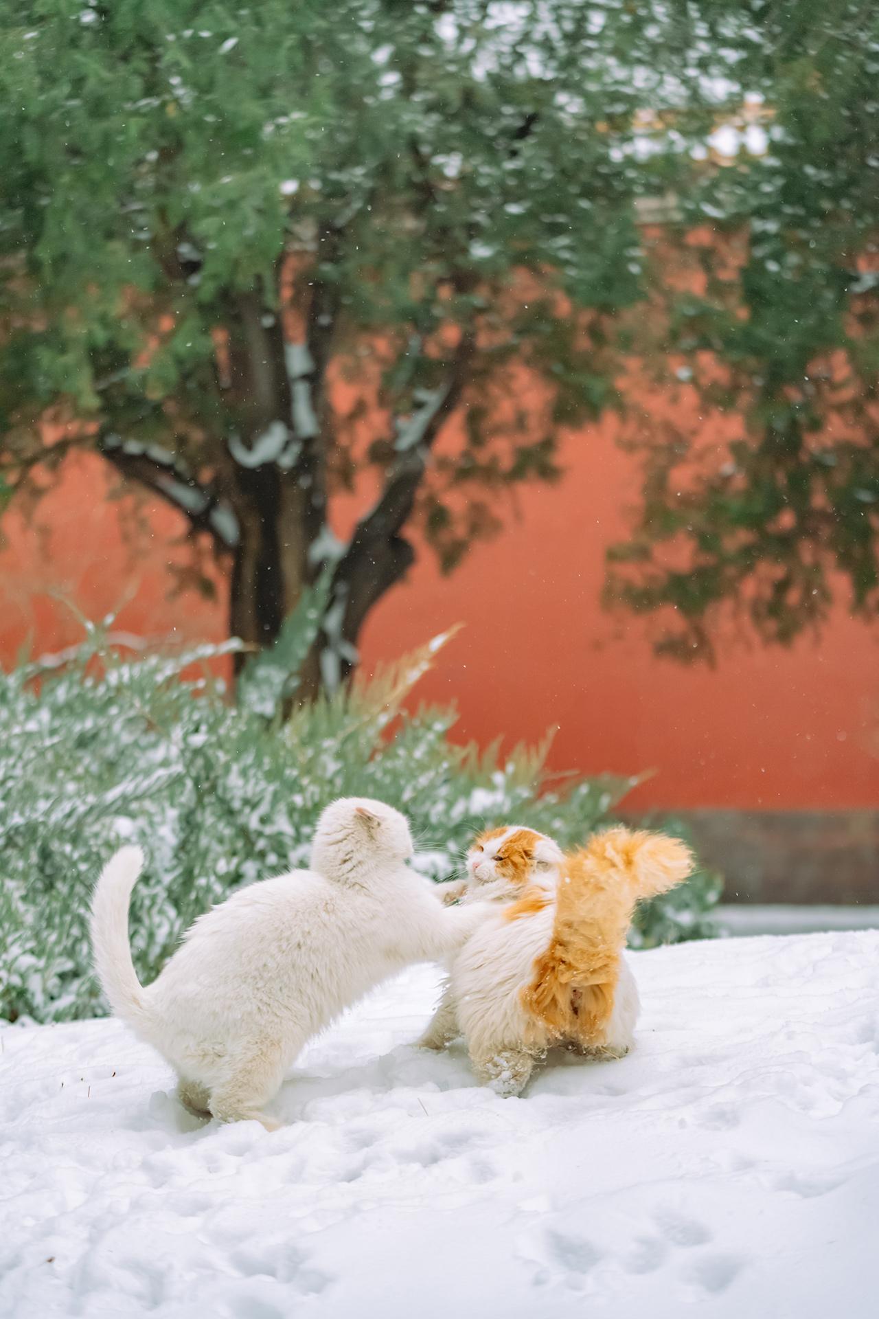 雪越大，打得越凶。北京又下雪了，应景发一组在御园拍到的猫猫打架图。
