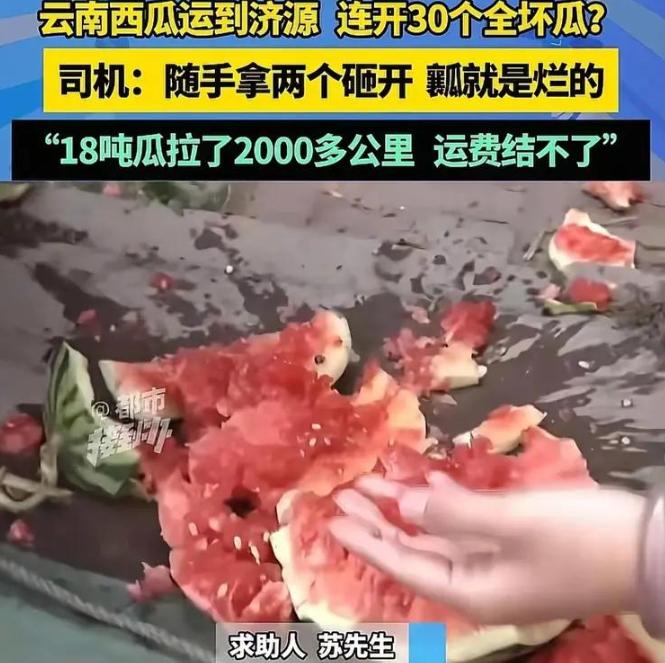 “猪都不吃这西瓜”！2026年4月2日，云南司机老李辛苦拉了18吨西瓜到河南济源
