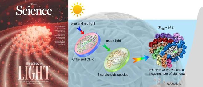 登上 Science 封面: 我国科学家首次揭开颗石藻高效捕获光能奥秘