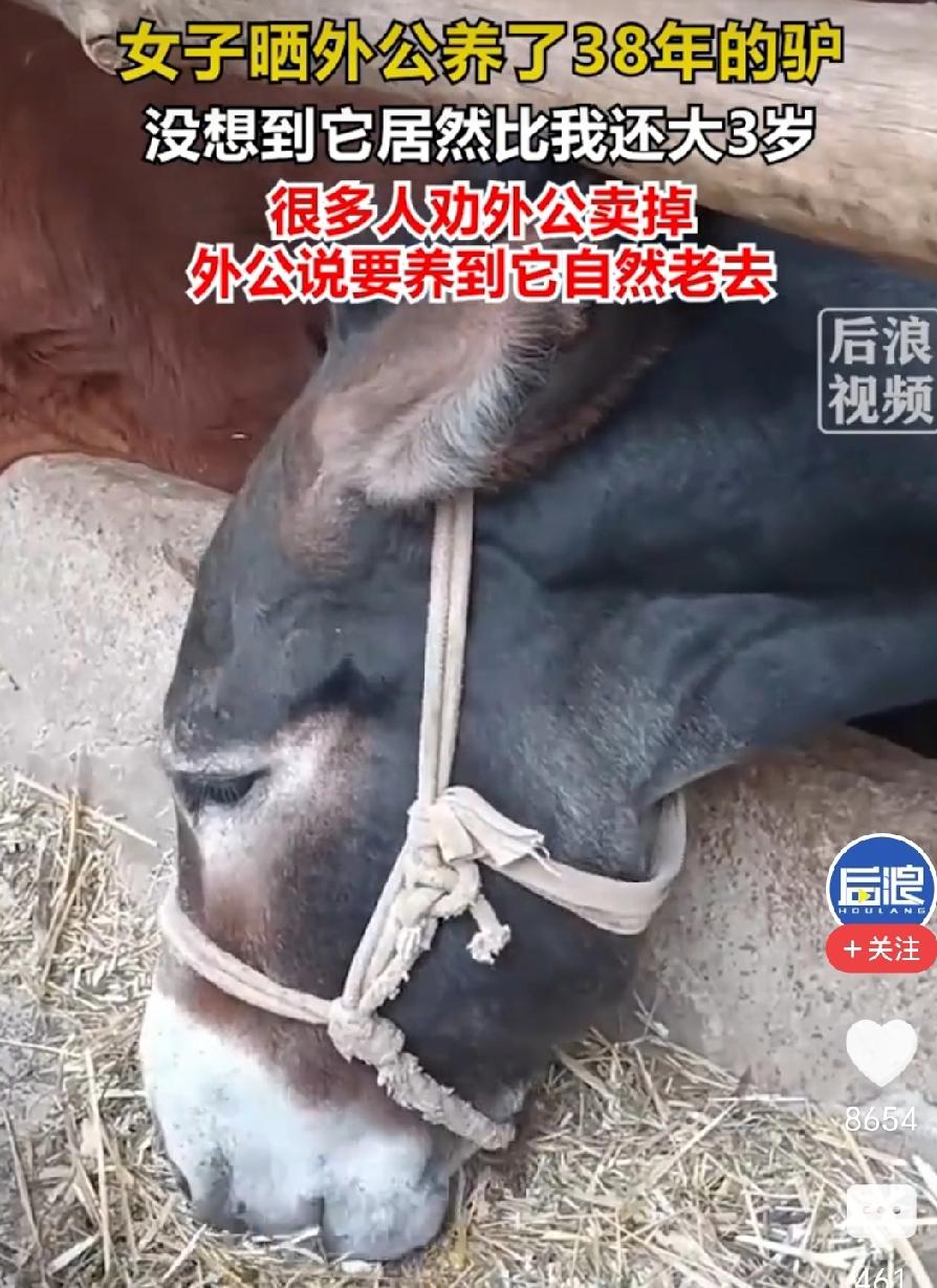 完整榜单78岁老人养了头38岁的驴事件速览甘肃一位78岁老人养了一头38