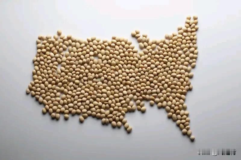 为何中国难以彻底戒断美国大豆为何中国难以彻底戒断美国大豆为何中国难以彻底戒断