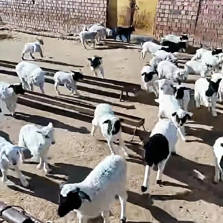 国家提倡圈羊！我首推二寒羊，这可是我实打实养过的好品种，收益真的特别可观！