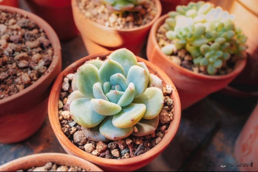 关于儿子去世孙子非亲生案这件事，我昨天看到律师是这样讲的，这个律师是原告、也就是