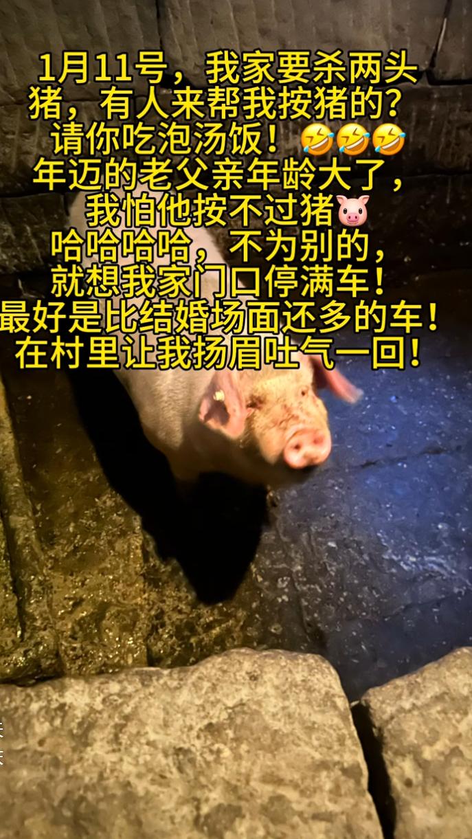 这得是一生爱凑热闹的中国人才能做出来的事。一名叫呆呆的小姐姐家里要杀年猪，但