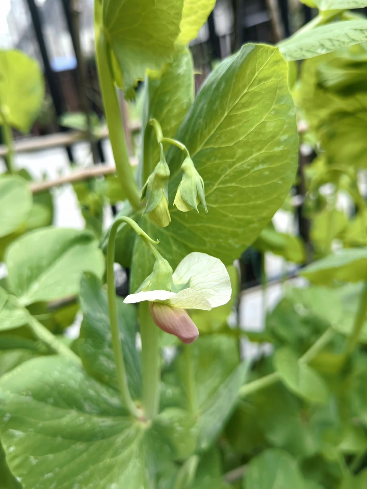 孩子随母姓就是默认放弃父亲的财产，既然随了母姓，说明跟父亲没关系了，父亲可以不养