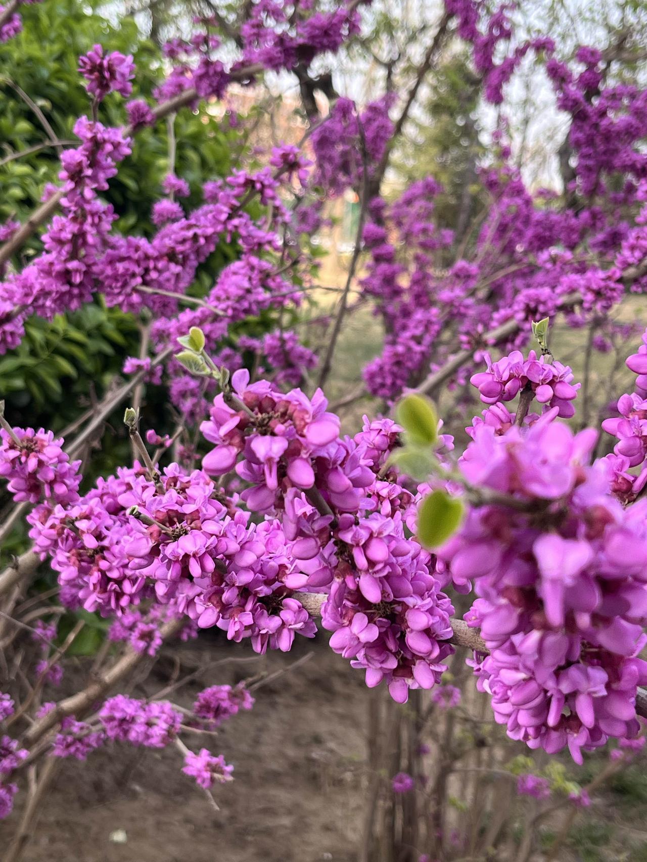 昨日（3月5日），北京看房人数达到高位，二手房市场又开始热了？昨日（3月6日