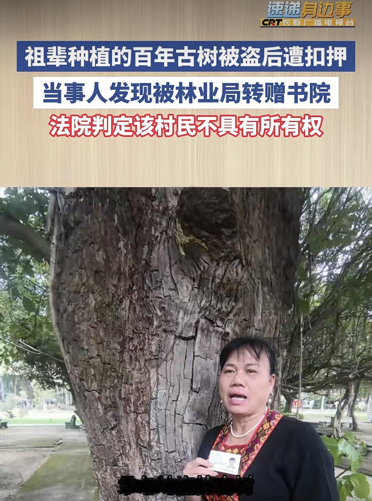 海南儋州，一棵价格约200w的古树，一夜之间凭空消失！儋州白沙一户姓符的村民